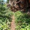 Plants: image 16 Of 208 Thumb
